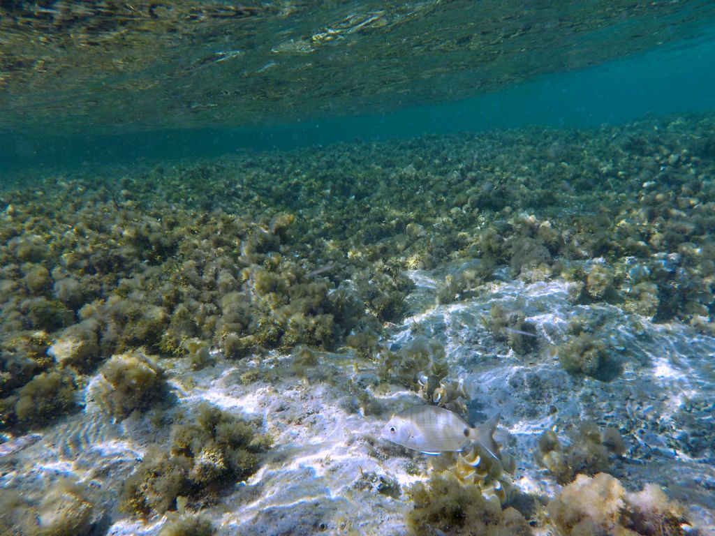 Diplodus sargus da Pianosa